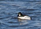Filename=goldeneye_200109d.jpg
Filesize=141KB
Dimensions=800x577
Date added=Jan 21, 2009 goldeneye_200109d.jpg