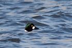 goldeneye_200109f.jpg