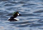 goldeneye_200109g.jpg