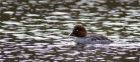 goldeneye_200312b.jpg