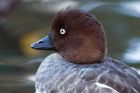 goldeneye_200909a.jpg