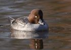 goldeneye_210111a.jpg