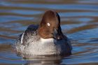 Filename=goldeneye_220109d.jpg
Filesize=178KB
Dimensions=800x532
Date added=Jan 24, 2009 goldeneye_220109d.jpg