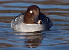 goldeneye_220109e.jpg