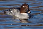 goldeneye_220109f.jpg