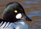 goldeneye_220109g.jpg