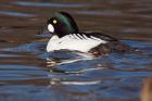 goldeneye_220109h.jpg