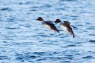 Filename=goldeneye_230109b.jpg
Filesize=147KB
Dimensions=800x526
Date added=Jan 24, 2009 goldeneye_230109b.jpg