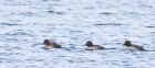 Filename=goldeneye_240115a.jpg
Filesize=281KB
Dimensions=1200x536
Date added=Feb 08, 2015 goldeneye_240115a.jpg