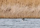 Filename=goldeneye_240309a.jpg
Filesize=158KB
Dimensions=800x571
Date added=Mar 24, 2009 goldeneye_240309a.jpg