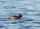 Filename=goldeneye_251108a.jpg
Filesize=148KB
Dimensions=800x576
Date added=Nov 25, 2008 goldeneye_251108a.jpg