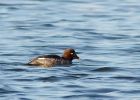 goldeneye_251108a.jpg