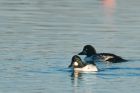 goldeneye_261116a.jpg