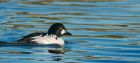 goldeneye_261116b.jpg