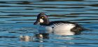 goldeneye_261116c.jpg