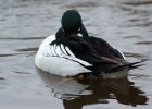 goldeneye_270108a.jpg