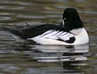 goldeneye_2701a.jpg