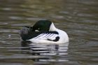 goldeneye_2701b.jpg