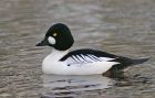 goldeneye_2701c.jpg