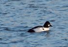 Filename=goldeneye_291208a.jpg
Filesize=151KB
Dimensions=800x557
Date added=Dec 29, 2008 goldeneye_291208a.jpg