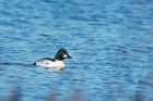 goldeneye_MM_151219a.jpg