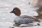 goldeneye_MiM_311018a.jpg