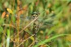 Filename=goldenringed_HB_250823a.jpg
Filesize=1005KB
Dimensions=1300x867
Date added=Aug 28, 2025 goldenringed_HB_250823a.jpg