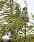 Filename=goldfinch060707e.jpg
Filesize=231KB
Dimensions=678x830
Date added=Nov 11, 2008 goldfinch060707e.jpg