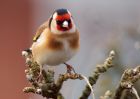 Filename=goldfinch_010109a.jpg
Filesize=129KB
Dimensions=800x569
Date added=Jan 03, 2009 goldfinch_010109a.jpg