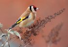 Filename=goldfinch_010109c.jpg
Filesize=130KB
Dimensions=800x558
Date added=Jan 03, 2009 goldfinch_010109c.jpg
