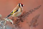 goldfinch_010109c.jpg