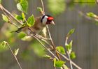 Filename=goldfinch_010510a.jpg
Filesize=258KB
Dimensions=1000x714
Date added=May 02, 2010 goldfinch_010510a.jpg