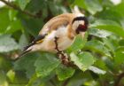 goldfinch_010608a.jpg