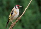 Filename=goldfinch_010909a.jpg
Filesize=198KB
Dimensions=900x643
Date added=Sep 06, 2009 goldfinch_010909a.jpg