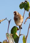 Filename=goldfinch_011009a.jpg
Filesize=198KB
Dimensions=643x900
Date added=Oct 02, 2009 goldfinch_011009a.jpg