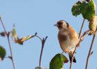 Filename=goldfinch_011009b.jpg
Filesize=174KB
Dimensions=900x643
Date added=Oct 02, 2009 goldfinch_011009b.jpg