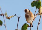 goldfinch_011009b.jpg