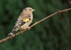 Filename=goldfinch_011009c.jpg
Filesize=220KB
Dimensions=1000x714
Date added=Oct 02, 2009 goldfinch_011009c.jpg