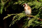 goldfinch_020411b.jpg