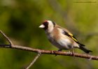 goldfinch_020411c.jpg