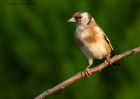 goldfinch_020910a.jpg