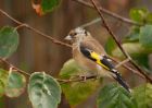 Filename=goldfinch_021009a.jpg
Filesize=241KB
Dimensions=1000x714
Date added=Oct 02, 2009 goldfinch_021009a.jpg
