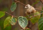 Filename=goldfinch_021009b.jpg
Filesize=240KB
Dimensions=1000x714
Date added=Oct 02, 2009 goldfinch_021009b.jpg