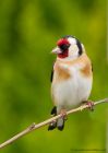Filename=goldfinch_030510a.jpg
Filesize=268KB
Dimensions=714x1000
Date added=May 07, 2010 goldfinch_030510a.jpg