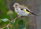 Filename=goldfinch_040909d.jpg
Filesize=209KB
Dimensions=800x571
Date added=Sep 06, 2009 goldfinch_040909d.jpg