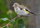 goldfinch_040909d.jpg