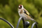 goldfinch_050415a.jpg