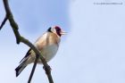 goldfinch_050512a.jpg