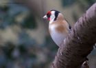 goldfinch_080111c.jpg