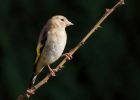 Filename=goldfinch_090909a.jpg
Filesize=213KB
Dimensions=900x643
Date added=Sep 14, 2009 goldfinch_090909a.jpg
